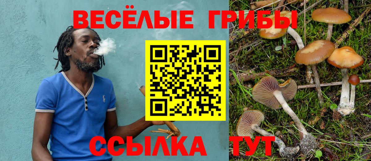 Галлюциногенные грибы Psilocybe Зима